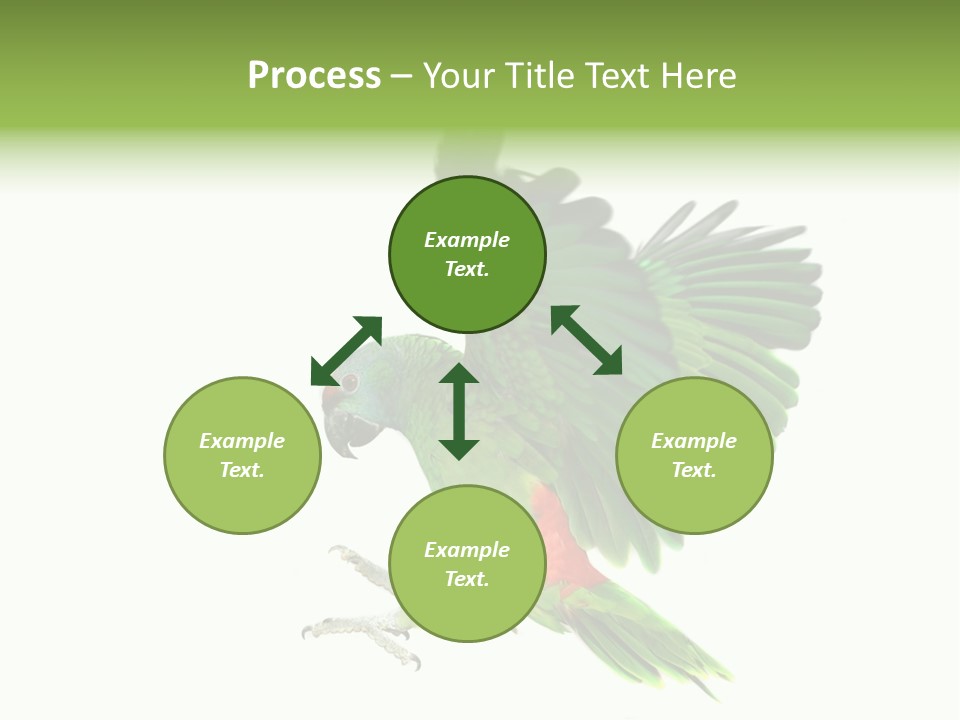 Colorful Flying Parrot PowerPoint Template