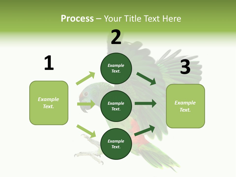 Colorful Flying Parrot PowerPoint Template