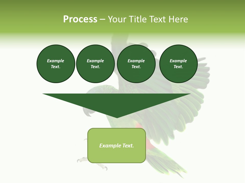 Colorful Flying Parrot PowerPoint Template