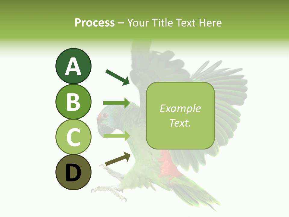 Colorful Flying Parrot PowerPoint Template