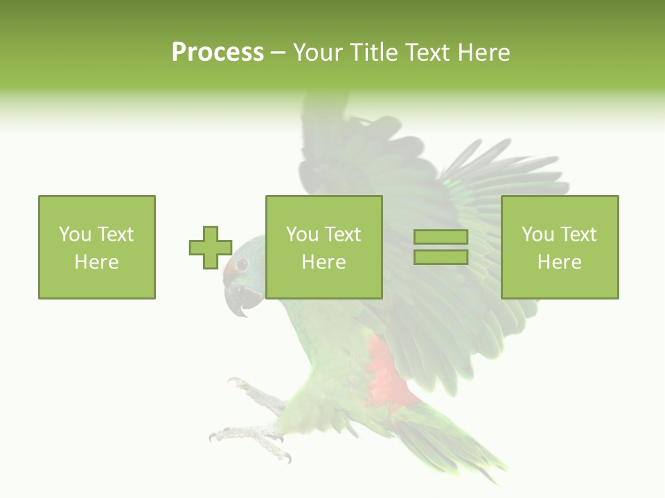 Colorful Flying Parrot PowerPoint Template