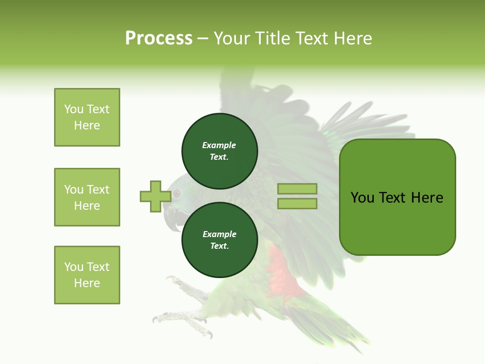 Colorful Flying Parrot PowerPoint Template