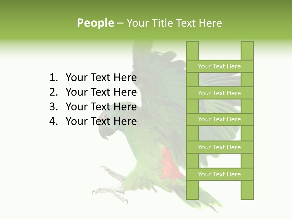 Colorful Flying Parrot PowerPoint Template