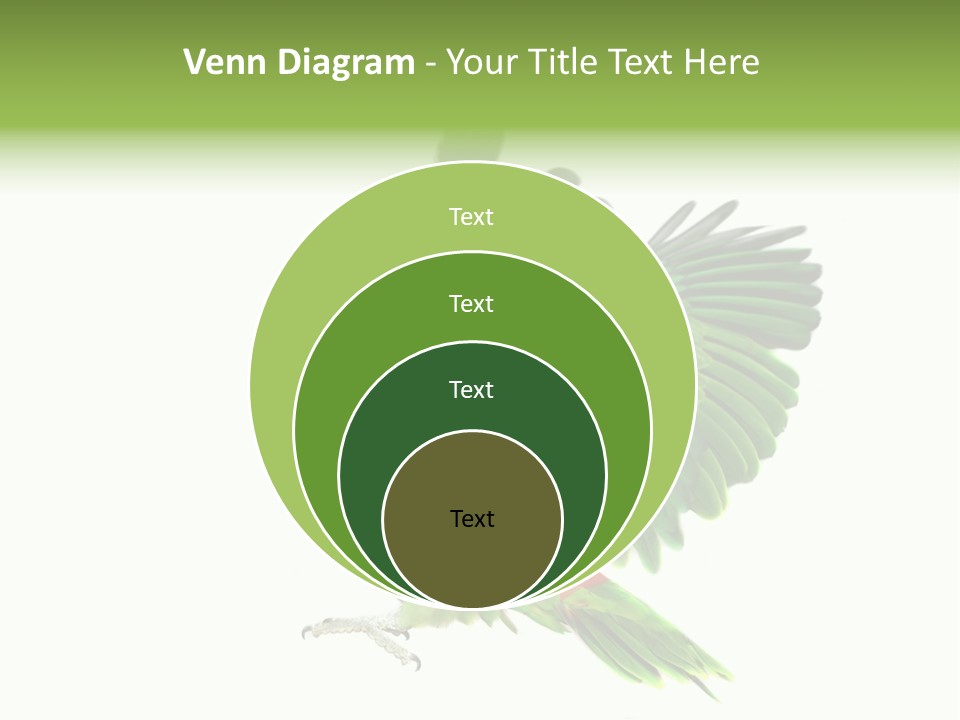 Colorful Flying Parrot PowerPoint Template