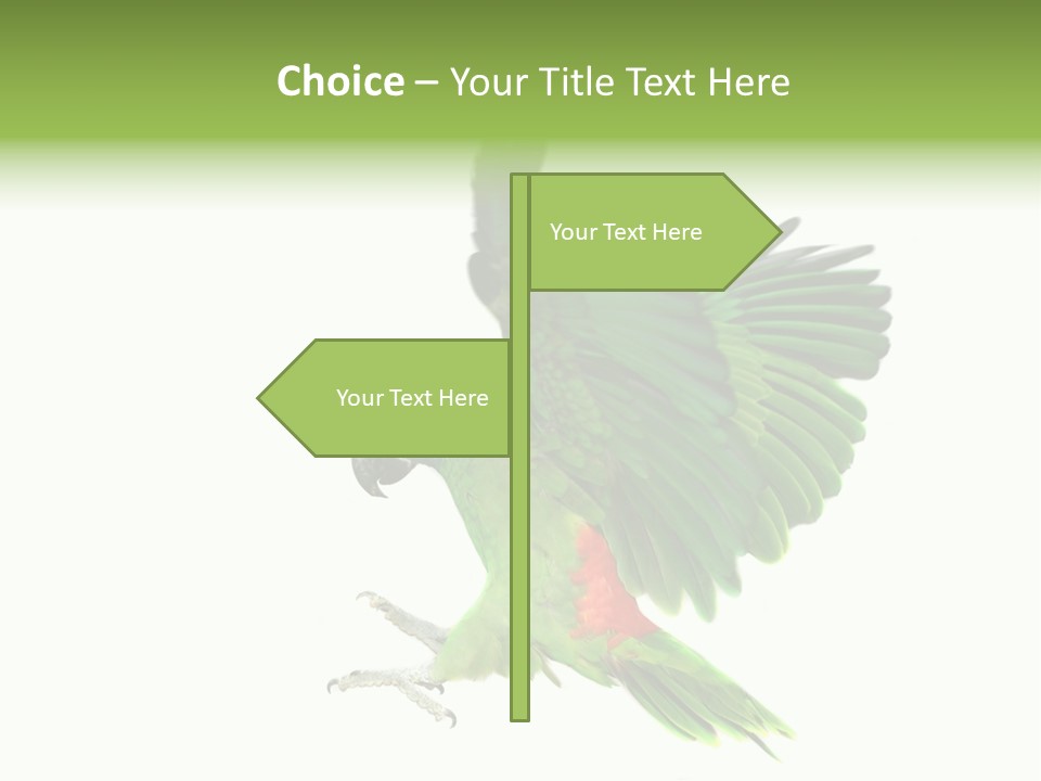 Colorful Flying Parrot PowerPoint Template