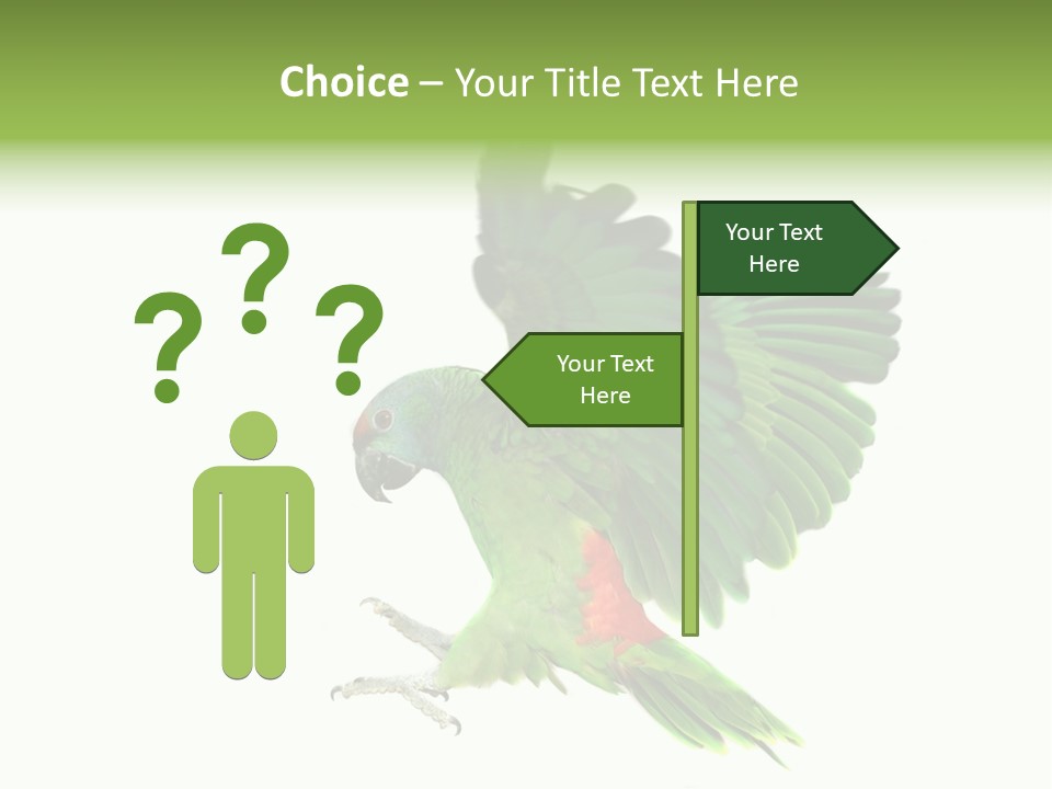 Colorful Flying Parrot PowerPoint Template