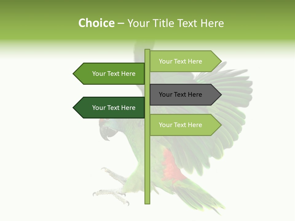 Colorful Flying Parrot PowerPoint Template