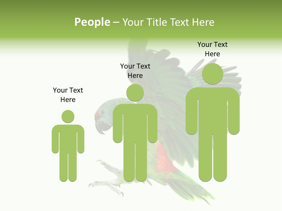 Colorful Flying Parrot PowerPoint Template