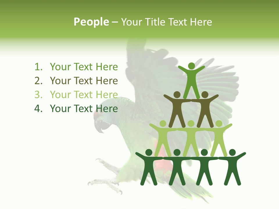 Colorful Flying Parrot PowerPoint Template