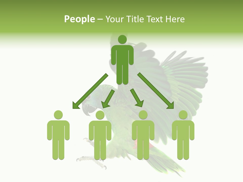 Colorful Flying Parrot PowerPoint Template