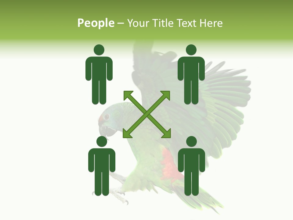 Colorful Flying Parrot PowerPoint Template