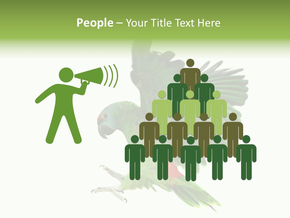 Colorful Flying Parrot PowerPoint Template
