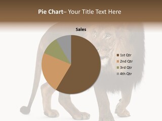 Animal Indoors One Animal PowerPoint Template