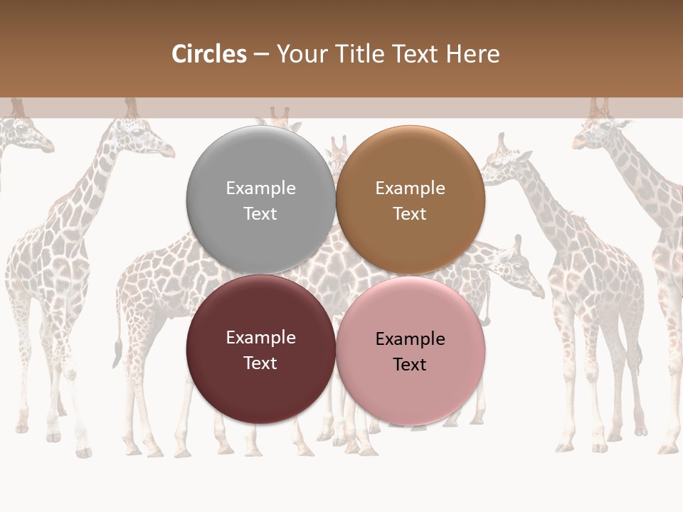 Mammal Cute One PowerPoint Template