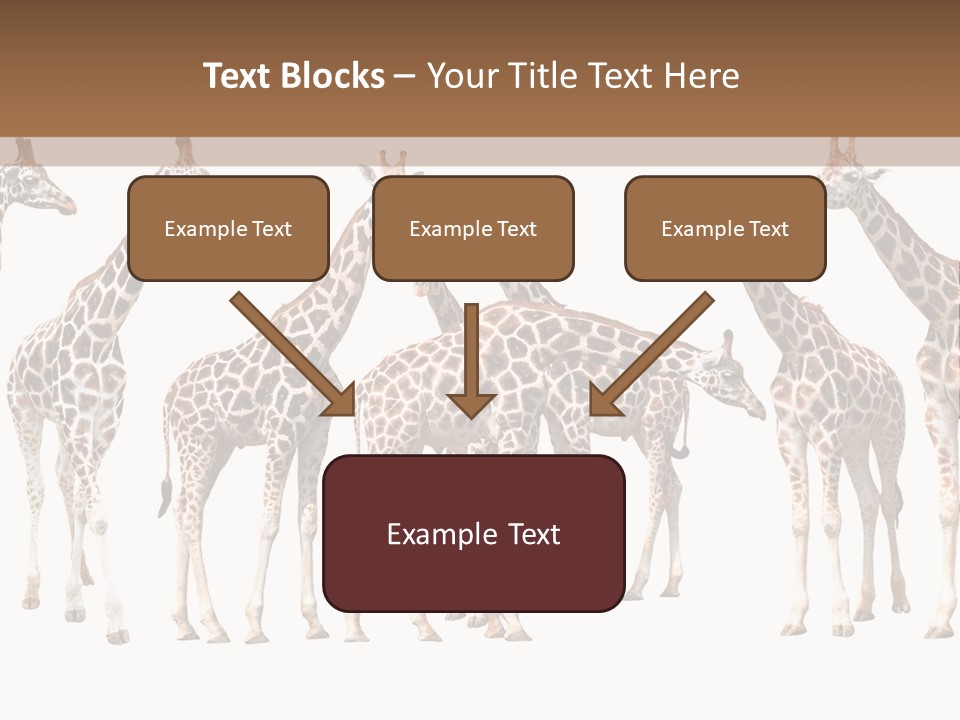 Mammal Cute One PowerPoint Template