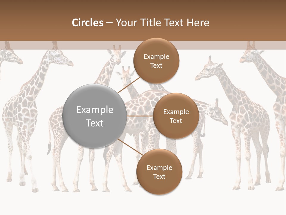 Mammal Cute One PowerPoint Template