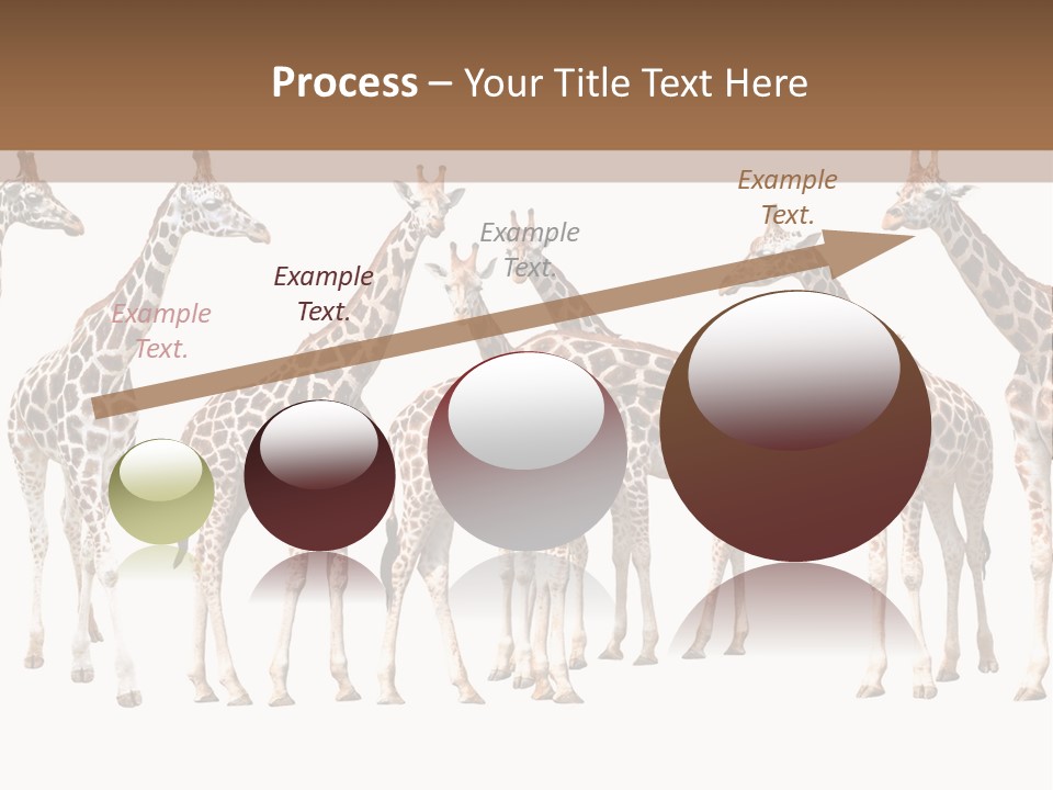 Mammal Cute One PowerPoint Template