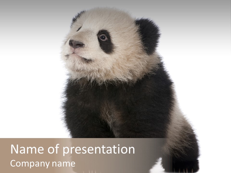 Bear Cub Isolated Panda PowerPoint Template