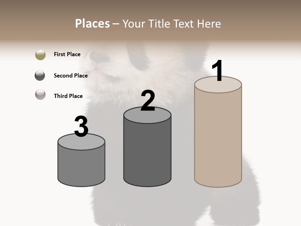 Bear Cub Isolated Panda PowerPoint Template