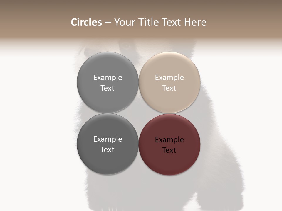Bear Cub Isolated Panda PowerPoint Template
