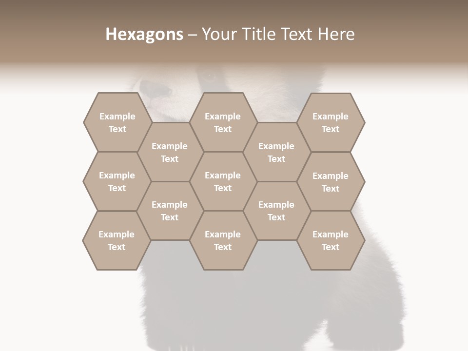 Bear Cub Isolated Panda PowerPoint Template