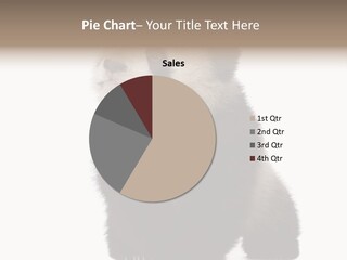 Bear Cub Isolated Panda PowerPoint Template