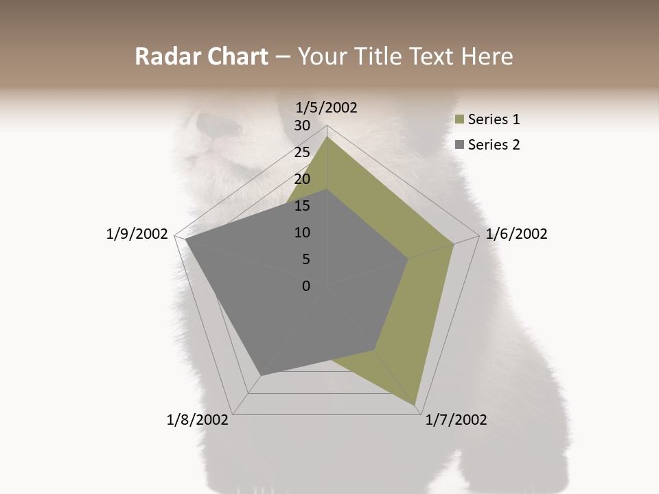 Bear Cub Isolated Panda PowerPoint Template