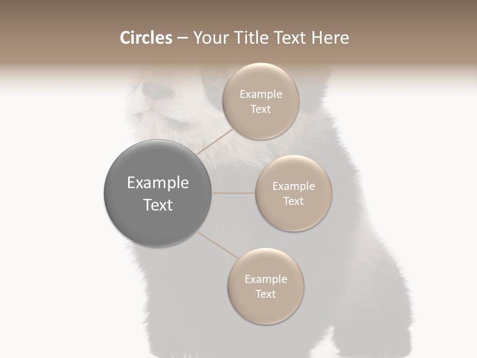 Bear Cub Isolated Panda PowerPoint Template