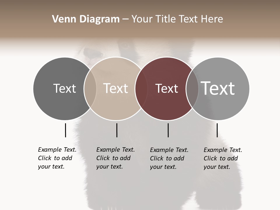 Bear Cub Isolated Panda PowerPoint Template