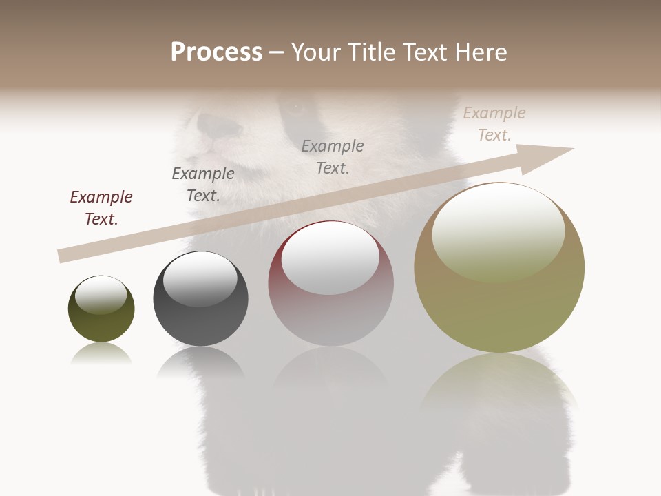 Bear Cub Isolated Panda PowerPoint Template