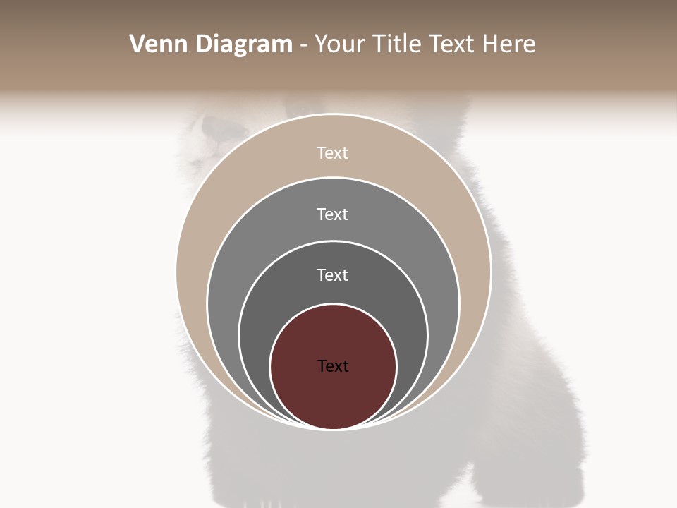 Bear Cub Isolated Panda PowerPoint Template