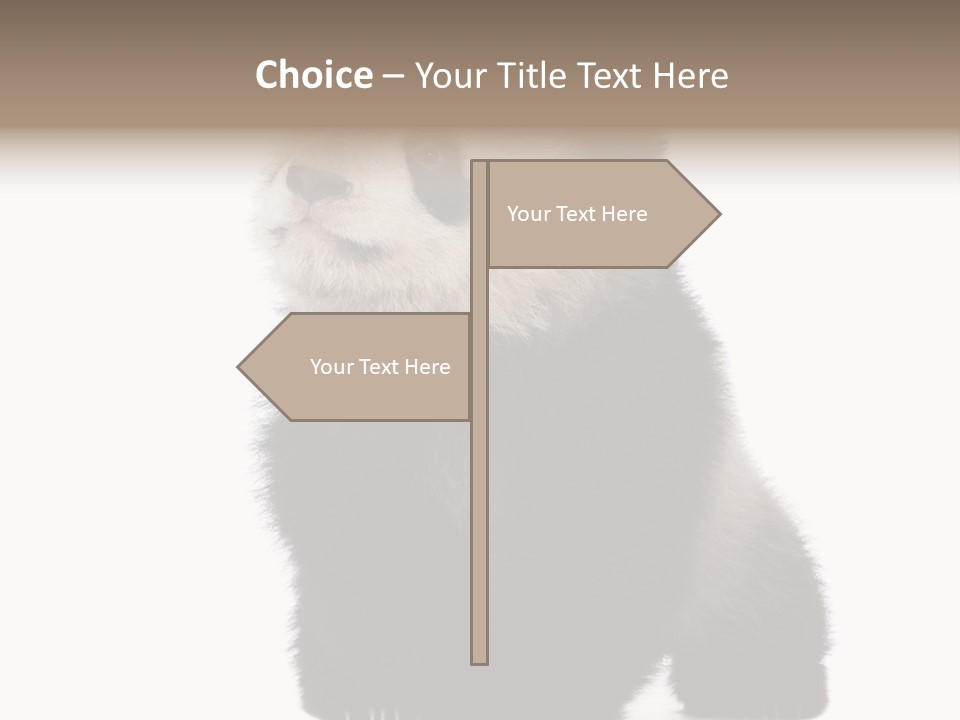 Bear Cub Isolated Panda PowerPoint Template
