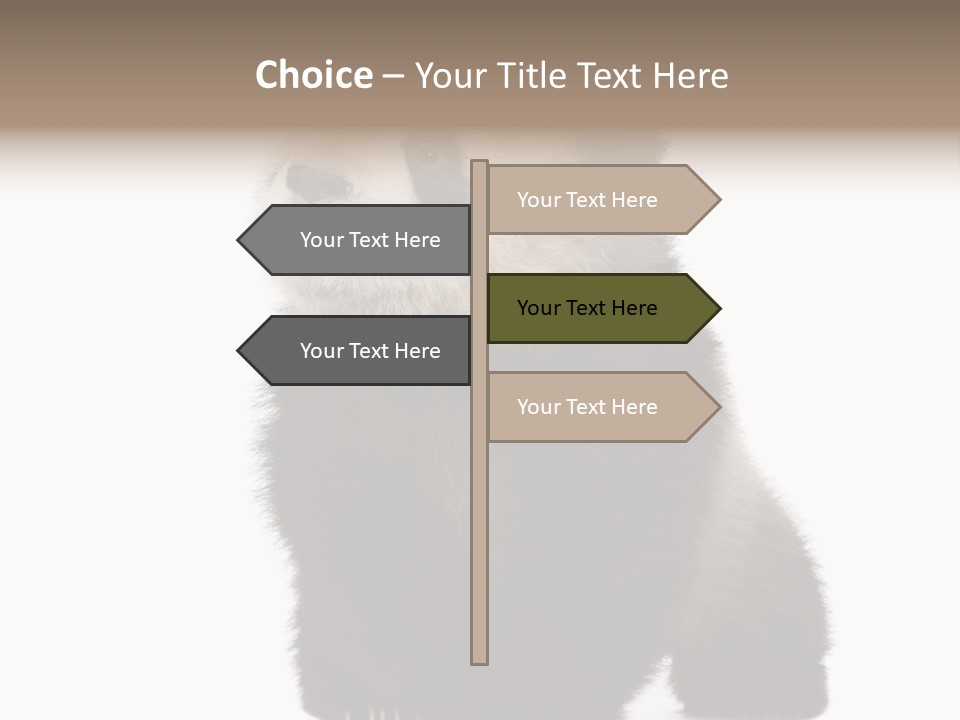 Bear Cub Isolated Panda PowerPoint Template