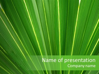 Nervure Palmiers Feuille PowerPoint Template