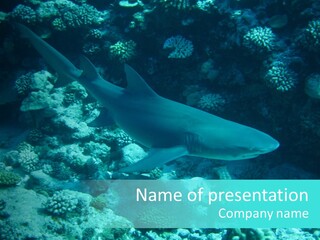 Fotosub Buceo Oceania PowerPoint Template