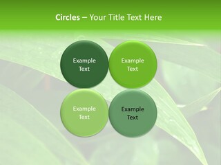 Cocotier Gouttes Feuillages PowerPoint Template
