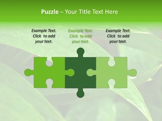 Cocotier Gouttes Feuillages PowerPoint Template