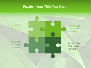 Cocotier Gouttes Feuillages PowerPoint Template