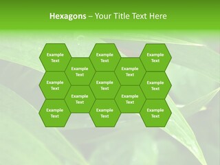 Cocotier Gouttes Feuillages PowerPoint Template