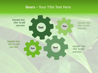 Cocotier Gouttes Feuillages PowerPoint Template