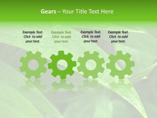 Cocotier Gouttes Feuillages PowerPoint Template