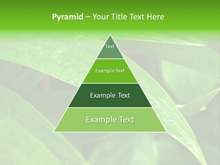 Cocotier Gouttes Feuillages PowerPoint Template