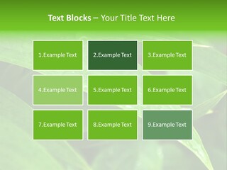 Cocotier Gouttes Feuillages PowerPoint Template