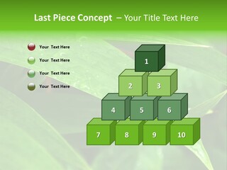 Cocotier Gouttes Feuillages PowerPoint Template