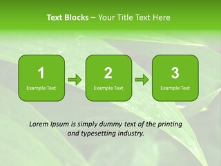 Cocotier Gouttes Feuillages PowerPoint Template