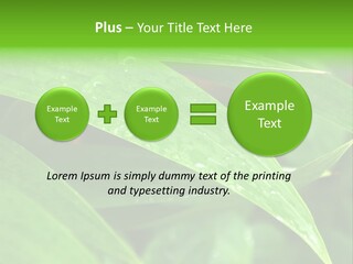 Cocotier Gouttes Feuillages PowerPoint Template