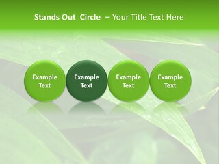 Cocotier Gouttes Feuillages PowerPoint Template