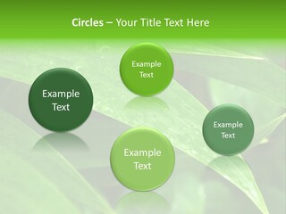 Cocotier Gouttes Feuillages PowerPoint Template