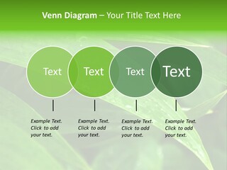 Cocotier Gouttes Feuillages PowerPoint Template