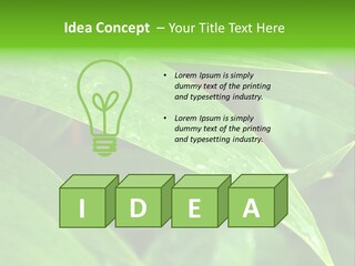 Cocotier Gouttes Feuillages PowerPoint Template